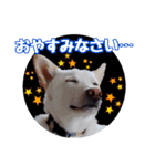 かわいこちゃん！すたんぴ（個別スタンプ：7）