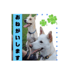 かわいこちゃん！すたんぴ（個別スタンプ：11）