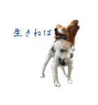 パピヨン（ぽんちゃん）（個別スタンプ：2）