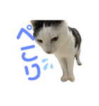 リンタロスァン第4弾（個別スタンプ：2）