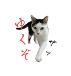 リンタロスァン第4弾（個別スタンプ：3）