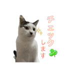 リンタロスァン第4弾（個別スタンプ：5）