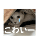 リンタロスァン第4弾（個別スタンプ：6）