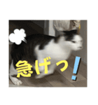 リンタロスァン第4弾（個別スタンプ：12）