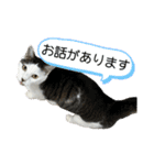 リンタロスァン第4弾（個別スタンプ：13）