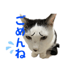 リンタロスァン第4弾（個別スタンプ：15）