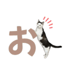 リンタロスァン第4弾（個別スタンプ：16）