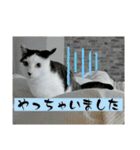 リンタロスァン第4弾（個別スタンプ：17）