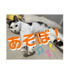 リンタロスァン第4弾（個別スタンプ：20）