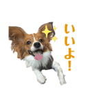 パピヨン(ぽんちゃん)（個別スタンプ：1）