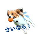 パピヨン(ぽんちゃん)（個別スタンプ：2）