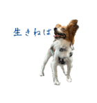 パピヨン(ぽんちゃん)（個別スタンプ：3）