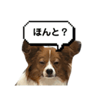 パピヨン(ぽんちゃん)（個別スタンプ：11）