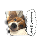 パピヨン(ぽんちゃん)（個別スタンプ：12）