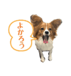 パピヨン(ぽんちゃん)（個別スタンプ：13）