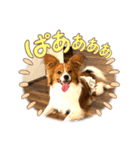 パピヨン(ぽんちゃん)（個別スタンプ：14）