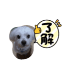 犬のミッキーのスタンプ（個別スタンプ：4）