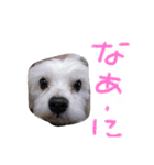 犬のミッキーのスタンプ（個別スタンプ：5）