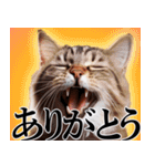 適当に返信するときに使う意味不明なやつ（個別スタンプ：3）