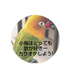 陽気なボタンインコ（個別スタンプ：1）