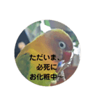 陽気なボタンインコ（個別スタンプ：5）