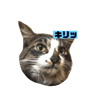 我が家はねこまみれ4（個別スタンプ：1）