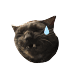 我が家はねこまみれ4（個別スタンプ：2）