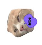 我が家はねこまみれ4（個別スタンプ：3）