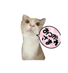 我が家はねこまみれ4（個別スタンプ：5）