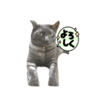 我が家はねこまみれ4（個別スタンプ：6）