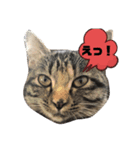 我が家はねこまみれ4（個別スタンプ：7）
