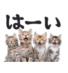 デカ文字リアルな子猫ミーム（やさしい毎日（個別スタンプ：4）