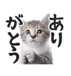 デカ文字リアルな子猫ミーム（やさしい毎日（個別スタンプ：8）