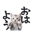 デカ文字リアルな子猫ミーム（やさしい毎日（個別スタンプ：10）