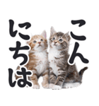 デカ文字リアルな子猫ミーム（やさしい毎日（個別スタンプ：11）