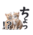 デカ文字リアルな子猫ミーム（やさしい毎日（個別スタンプ：16）