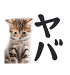 デカ文字リアルな子猫ミーム（やさしい毎日（個別スタンプ：19）