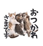 デカ文字リアルな子猫ミーム（やさしい毎日（個別スタンプ：21）