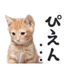 デカ文字リアルな子猫ミーム（やさしい毎日（個別スタンプ：23）