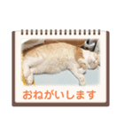 いつでも猫と一緒 秋冬バージョン（個別スタンプ：5）