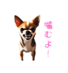 可愛いチワワのチワワスタンプ（個別スタンプ：1）