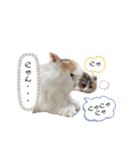 にゃんことこども（個別スタンプ：9）