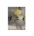 おこめ（オカメインコ）第二弾一般販売（個別スタンプ：2）