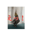 おこめ（オカメインコ）第二弾一般販売（個別スタンプ：5）