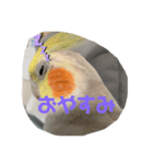 おこめ（オカメインコ）第二弾一般販売（個別スタンプ：6）