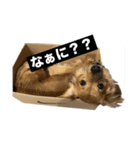 うちのマロンさんが大渋滞（個別スタンプ：1）