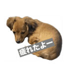 うちのマロンさんが大渋滞（個別スタンプ：4）