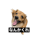 うちのマロンさんが大渋滞（個別スタンプ：7）