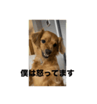 うちのマロンさんが大渋滞（個別スタンプ：8）