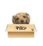うちのマロンさんが大渋滞（個別スタンプ：31）